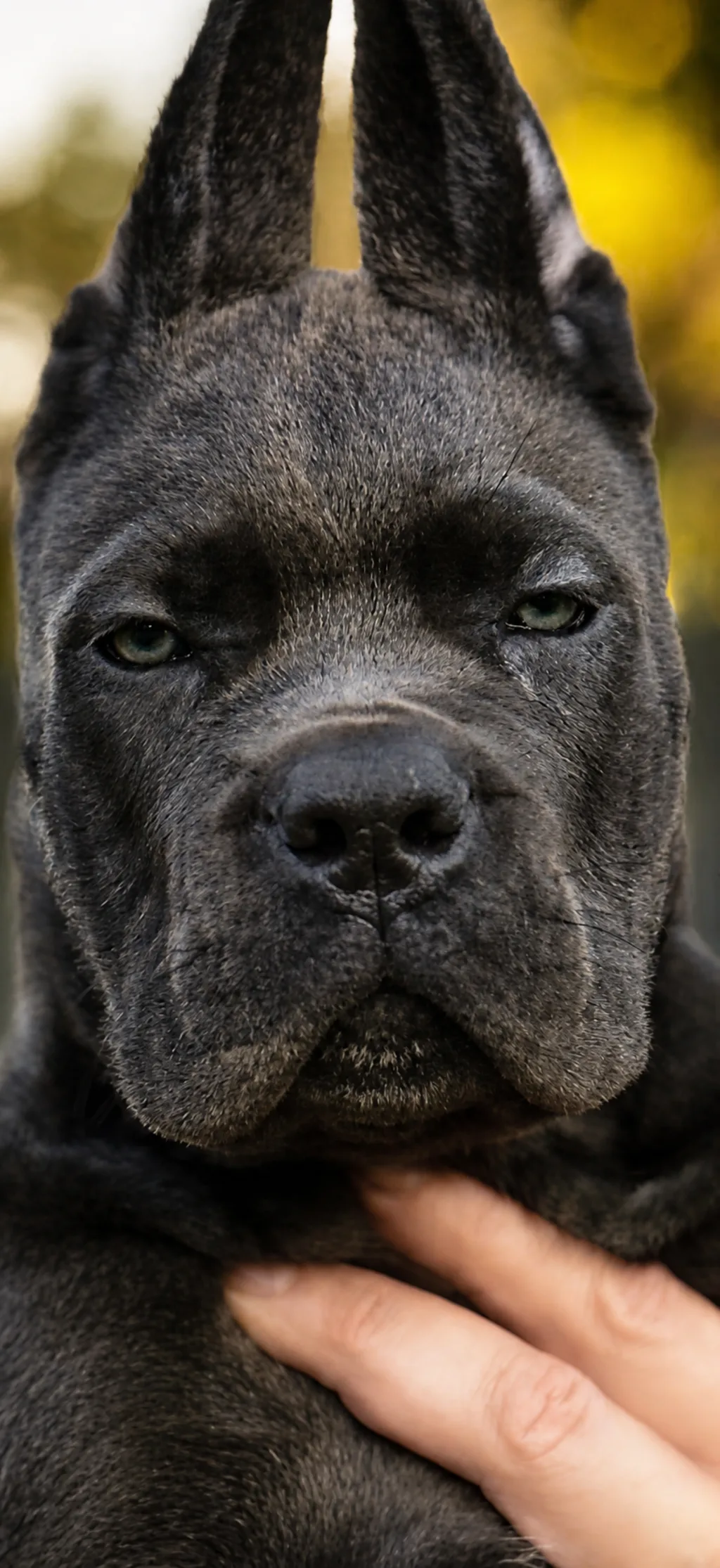 Cane Corso Punto Zero