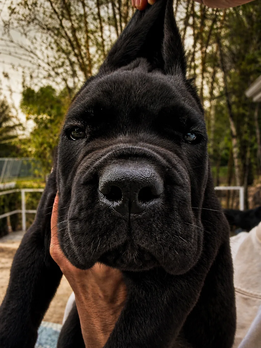 Cane Corso Punto Zero
